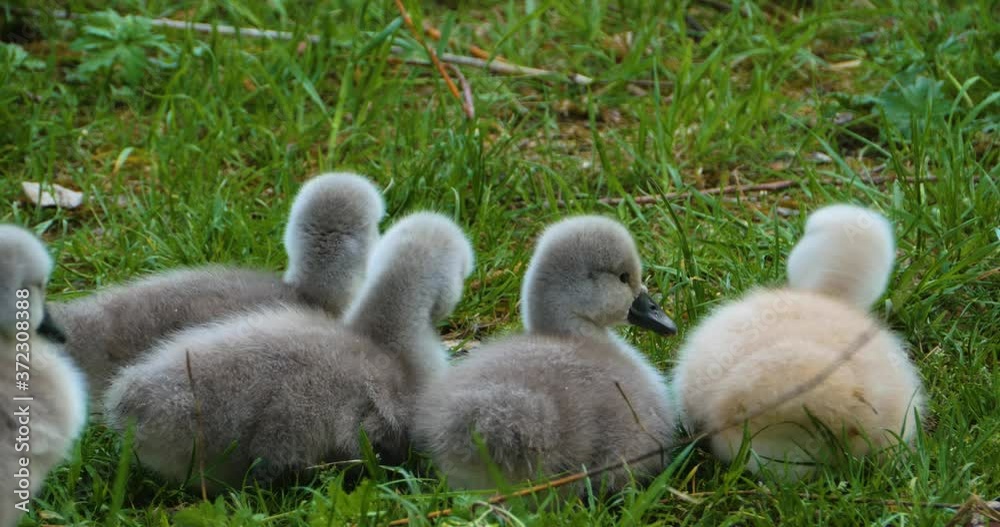 a group of cygnets, or baby swans sitting in grass a group of cygnets, or baby swans sitting in grass