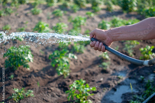 watering the garden with a hose © I