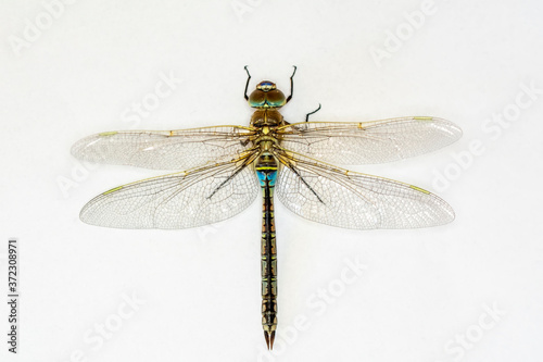 Macro shots, showing of eyes dragonfly and wings detail. Beautiful dragonfly in the nature habitat. © blackdiamond67