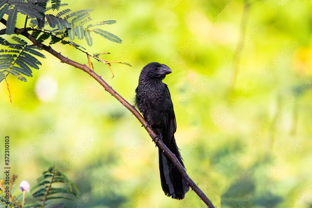 Fototapeta premium bird on a branch