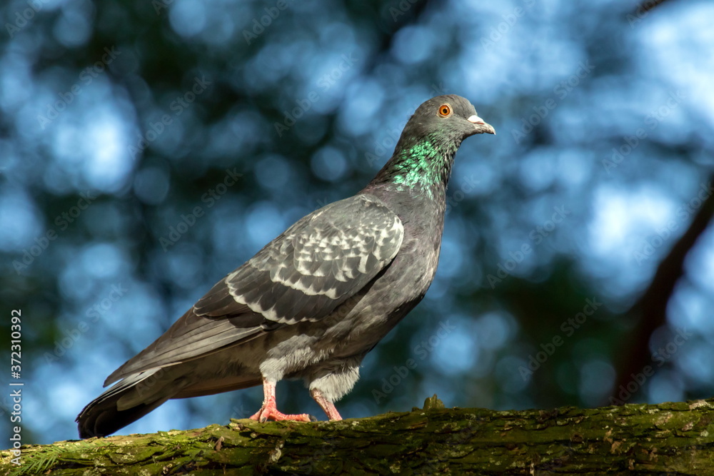 Obraz premium Strassentaube