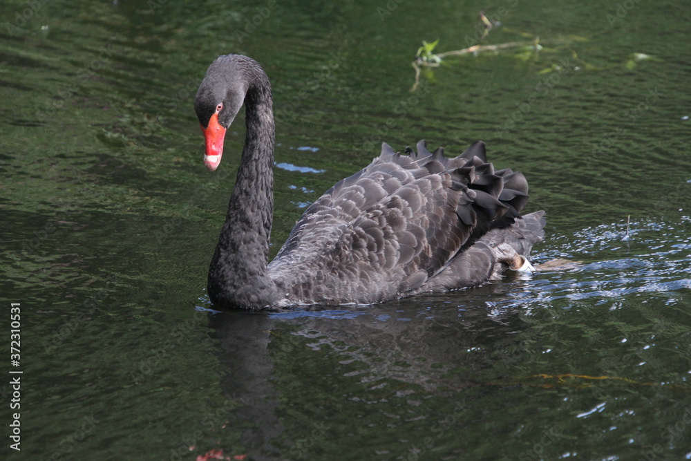 Fototapeta premium black swan on the lake