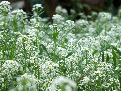 white flowers in a field