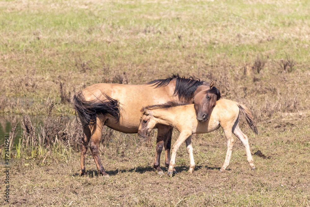 Naklejka premium Horse