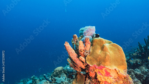 Seascape in turquoise water of coral reef in Caribbean Sea / Curacao with fish, Star Coral, Tube Sponge and Azure Vase Sponge photo