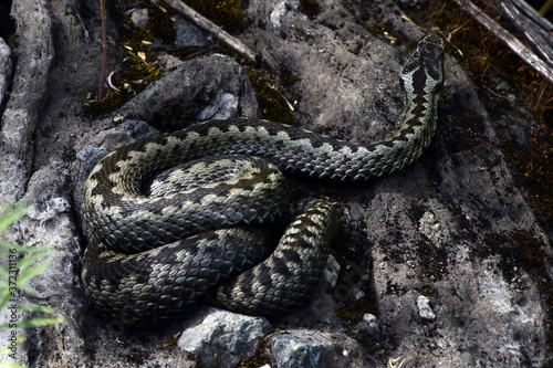 The venomous snake viper peacefully basks in the sun curled into a ring. A warm summer day in the Western Urals.
