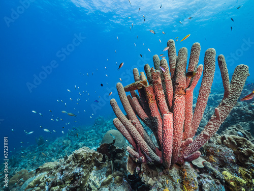 Seascape in turquoise water of coral reef in Caribbean Sea / Curacao with fish, coral and Stove-Pipe Sponge