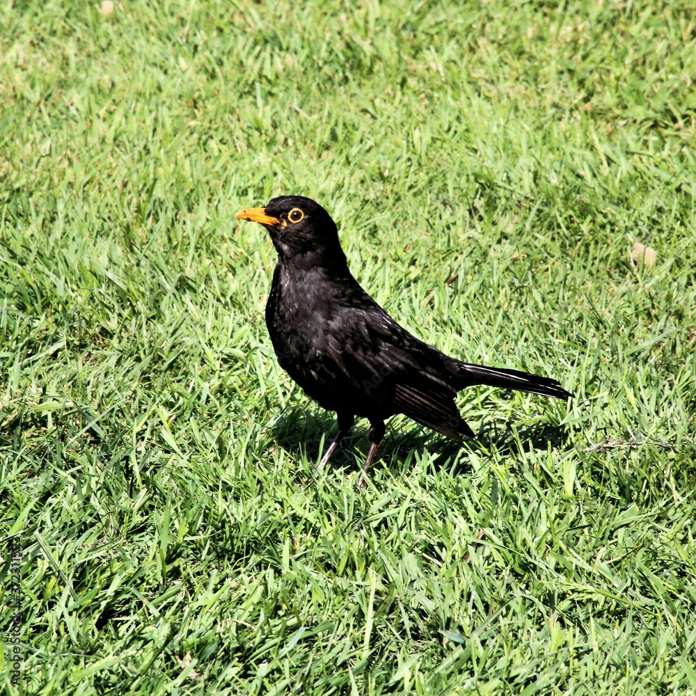 blackbird on the grass blackbird on the grass