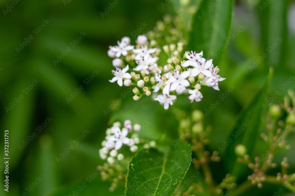 Weisse blümchen mit grünen Hintergrund Natur Nahaufnahme