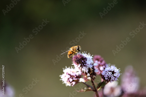 Biene sitzt auf einer Pfefferminzblüte
