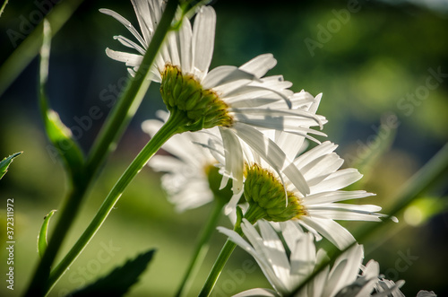 Fotótapéta detail of white marguerite flower