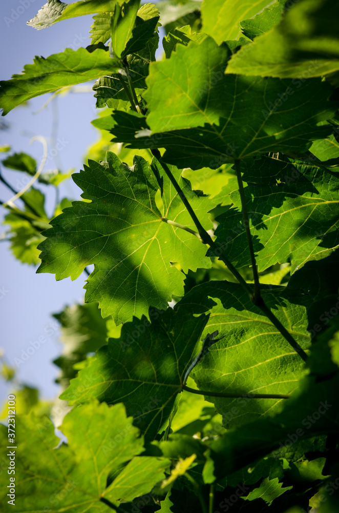 structured pattern on green leaf structured pattern on green leaf