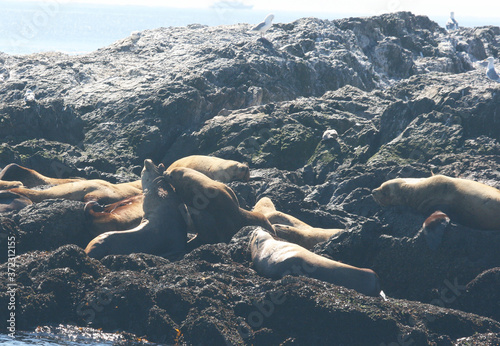 Sea lions fighting on the rocks