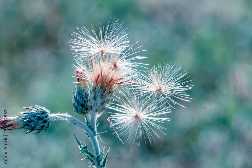 Dandelion seeds close up blowing in green background Dandelion seeds close up blowing in green background