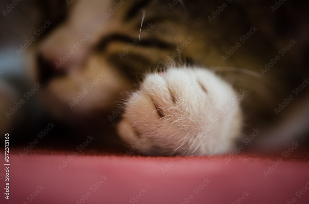adorable little  furry cat pet sleeping