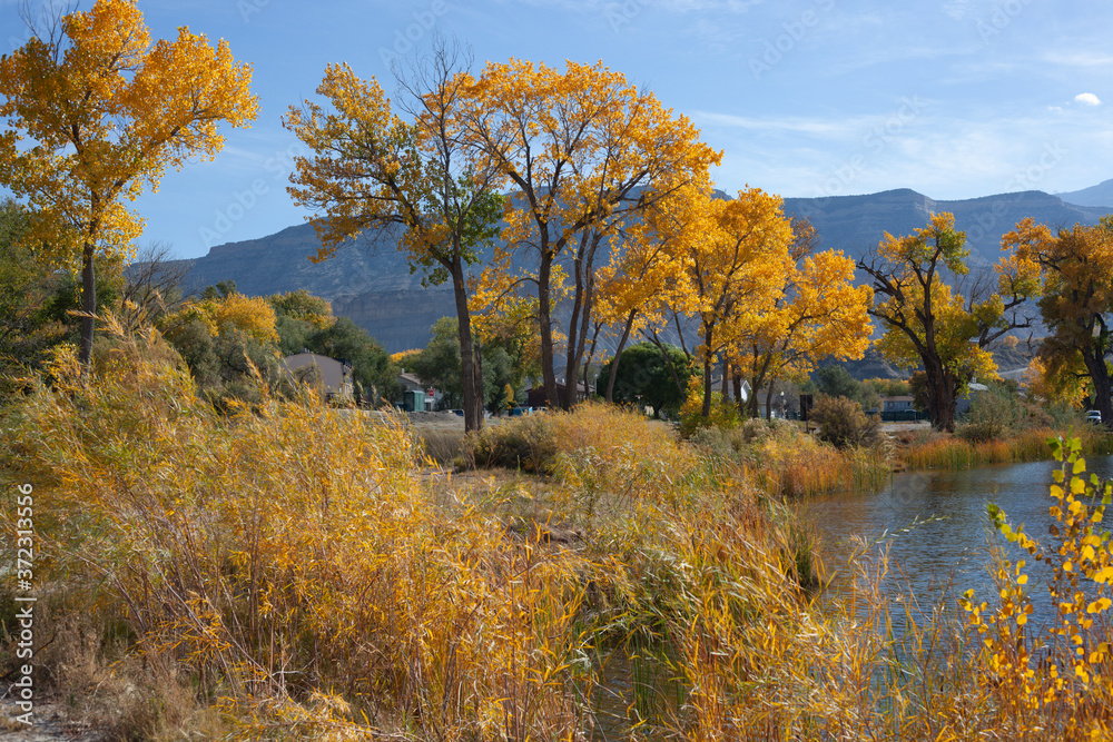 Autumn Cottonwoods By Pond