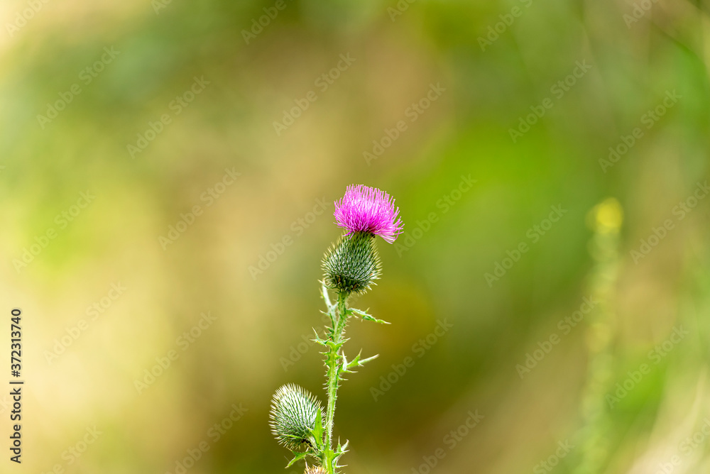 Fototapeta premium Thistle flower as symbol of Scotland