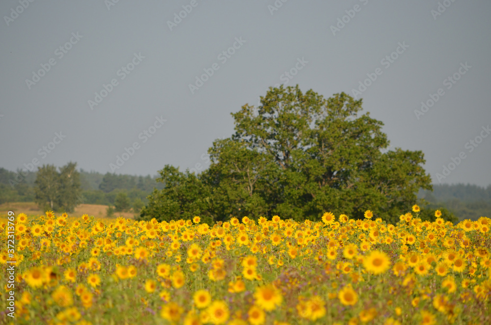 a tree among sunflowers