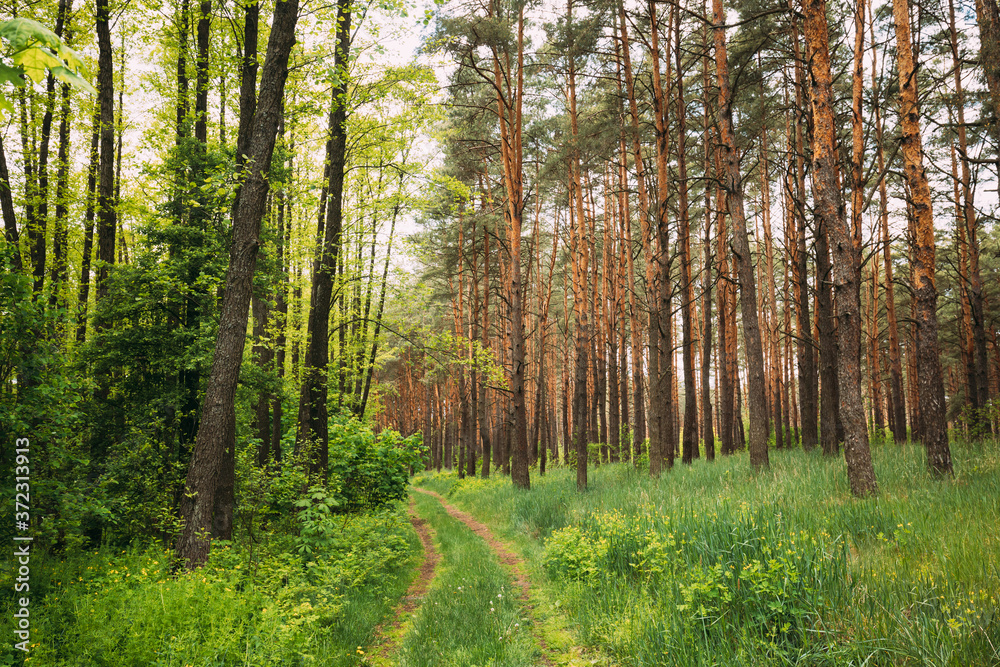 Fototapeta premium Fairy Forest Lane Road Through Summer Green Mixed Deciduous And Coniferous Forest. European Nature