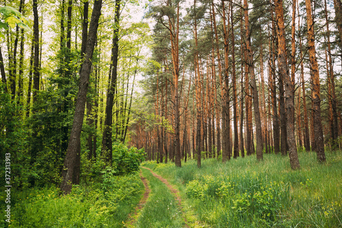 Fairy Forest Lane Road Through Summer Green Mixed Deciduous And Coniferous Forest. European Nature