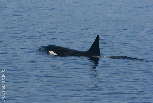 Male Orca Surfacing