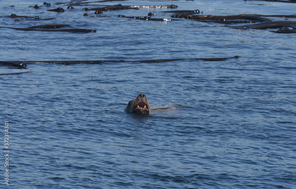 Sea lion baring it's teeth from the water Sea lion baring it's teeth from the water