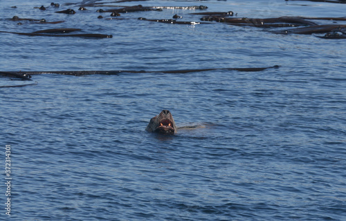 Sea lion baring it's teeth from the water