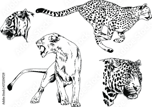 vector drawings sketches different predator , tigers lions cheetahs and leopards are drawn in ink by hand , objects with no background