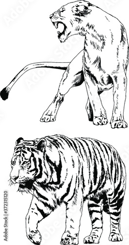 vector drawings sketches different predator   tigers lions cheetahs and leopards are drawn in ink by hand   objects with no background