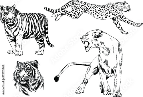 vector drawings sketches different predator   tigers lions cheetahs and leopards are drawn in ink by hand   objects with no background