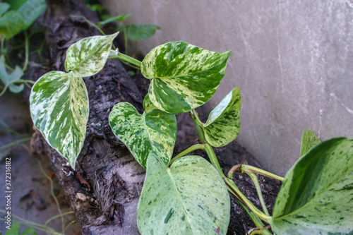 Beautiful natural green epipremnum aureum (scindapsus) liana. Perfect background with woods and tropical leaves. Foliage plant, jungle nature texture for tropical paradise advertising. photo