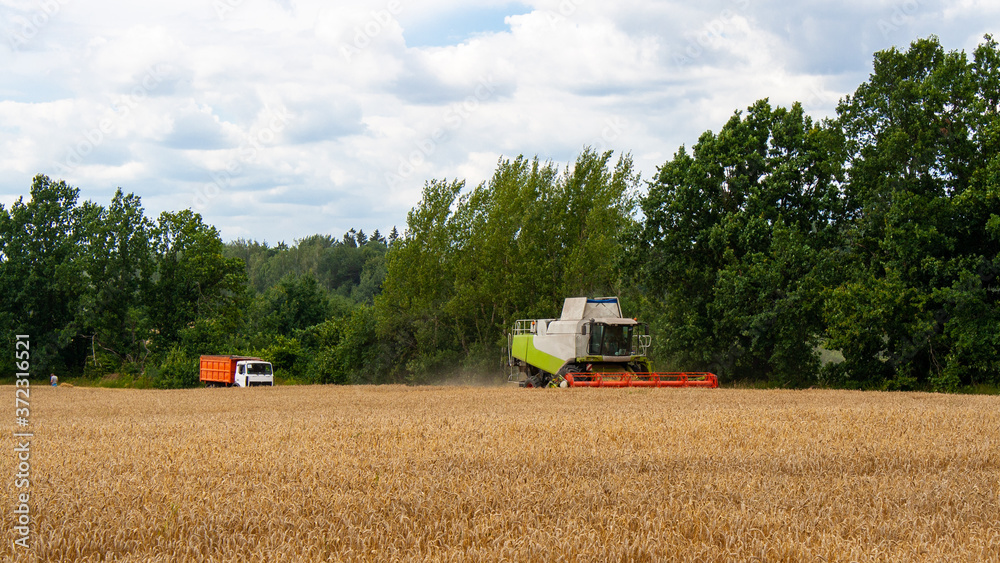 Obraz premium Combine harvester harvests ripe wheat in field against of trees and sky. Truck is waiting for unloading of grain from combine Procurement of cereal seeds with special equipment for production flour