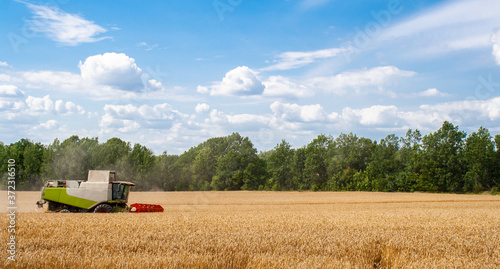 Combine harvester harvests ripe wheat in field  against of trees and beauty blue sky with clouds. Procurement of cereal seeds by reaping machine for flour production. Side view. Banner for web site