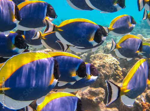 Shoal of Powder Blue Tang feeding. Powder blue surgeonfish. Beautiful colorful coral reef and tropical fishes underwater.	 photo