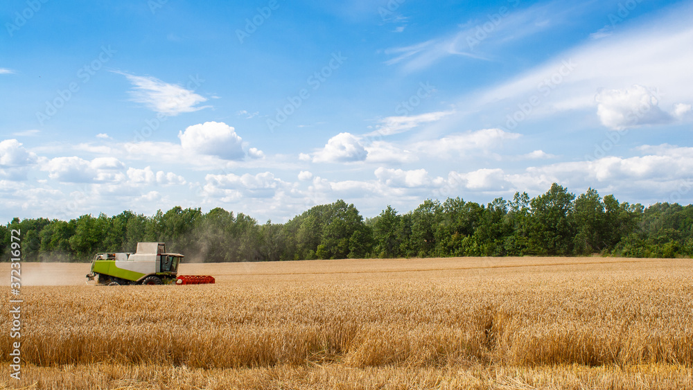 Fototapeta premium Modern combine harvester harvests ripe wheat in field, against of trees and blue sky with clouds. Procurement of cereal seeds by reaping machine in action. View from side afar. Banner for web site