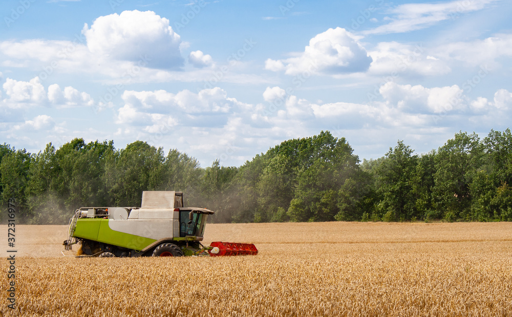 Obraz premium Modern combine harvester harvests ripe wheat in field, against of trees and blue sky with clouds. Procurement of cereal seeds by reaping machine in action. View from side, close up.