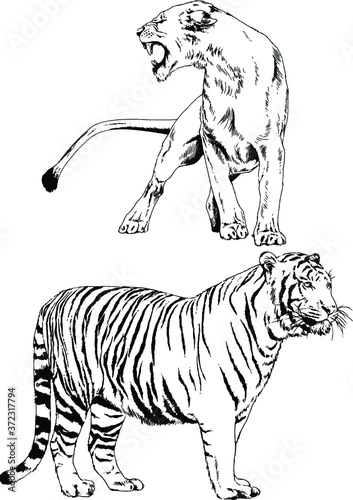 vector drawings sketches different predator   tigers lions cheetahs and leopards are drawn in ink by hand   objects with no background