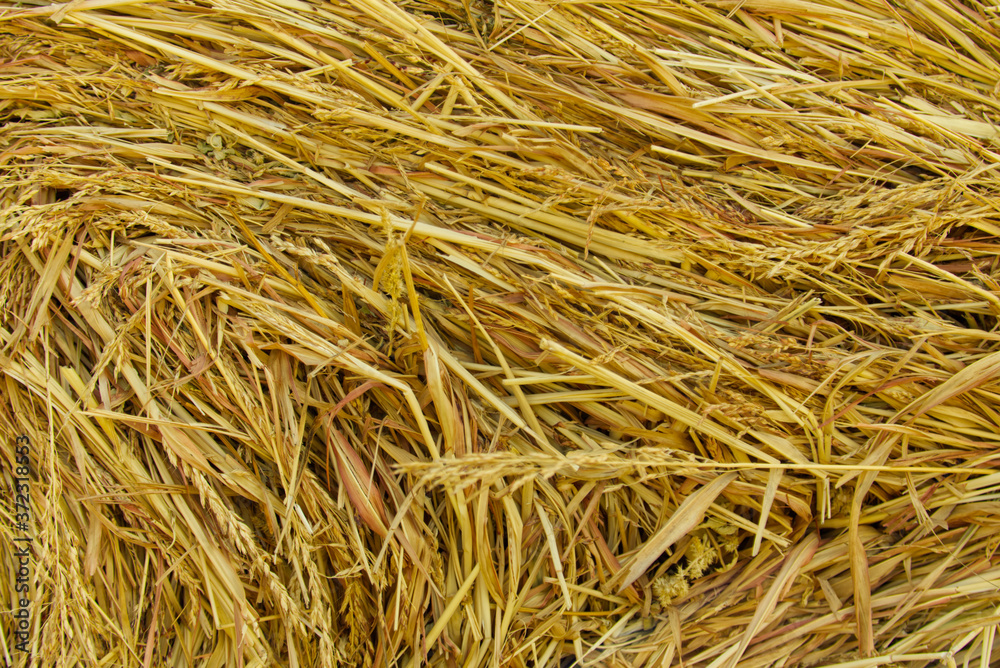 dry grass background dry grass background