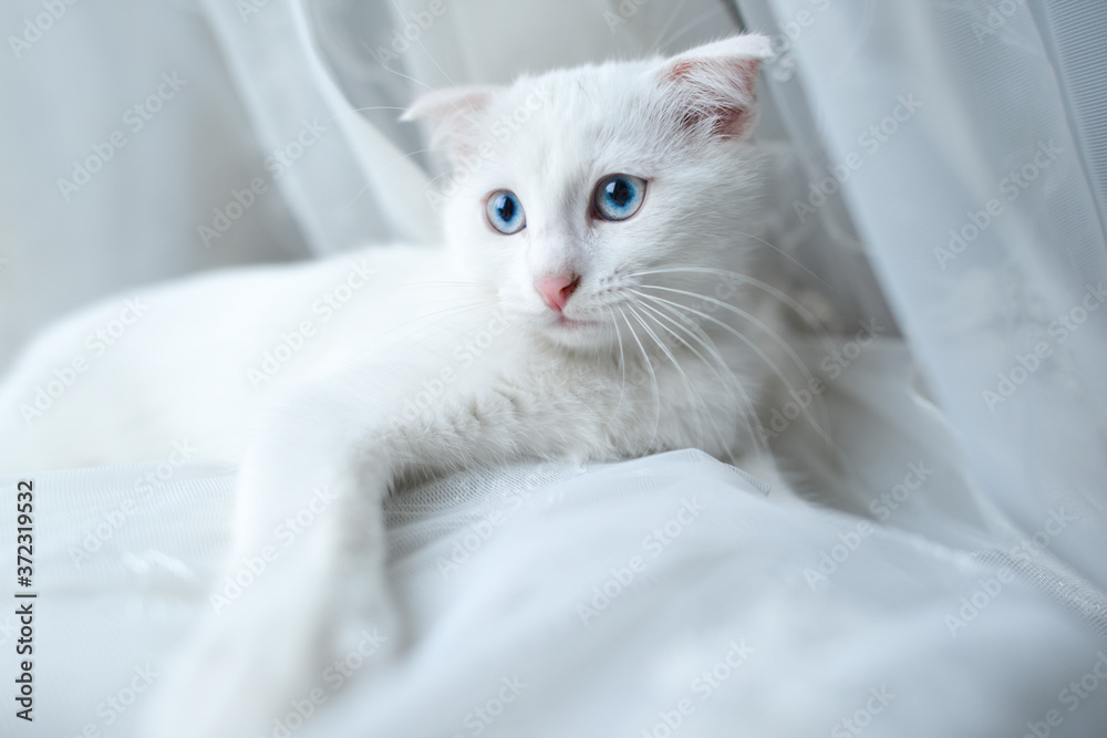 White Scottish fold kitten with blue eyes