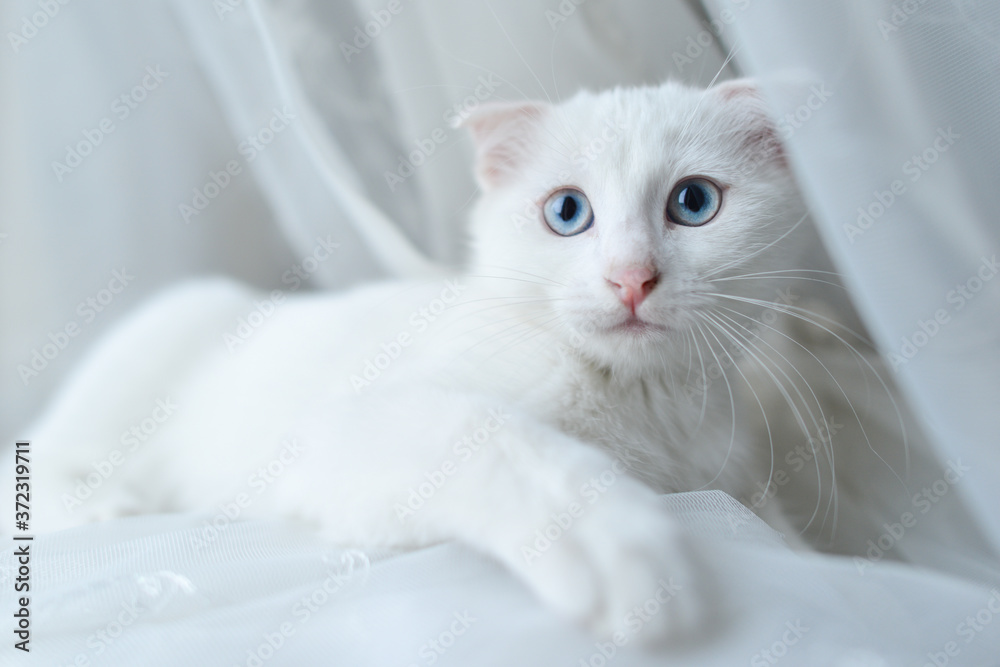 White Scottish fold kitten with blue eyes