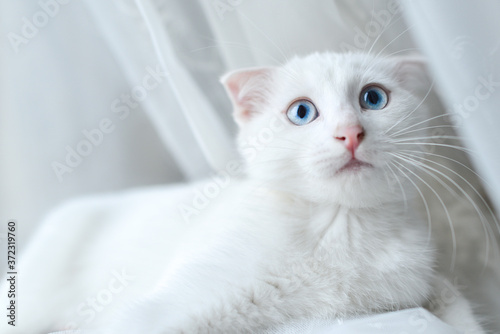 White Scottish fold kitten with blue eyes