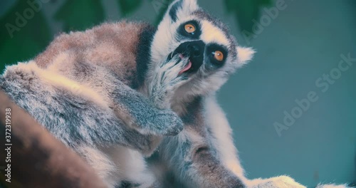 Muzzle lemur close up. Emotion of surprise.