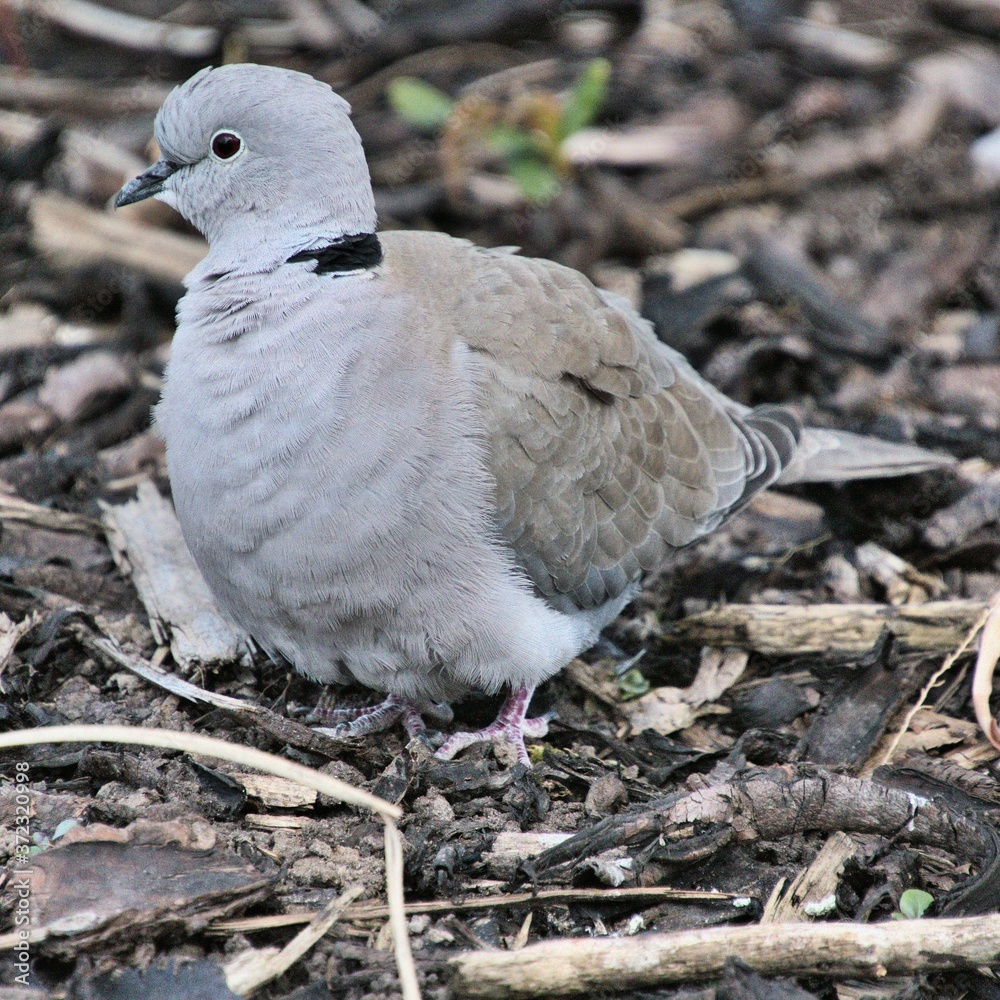 Fototapeta premium pigeon on the ground