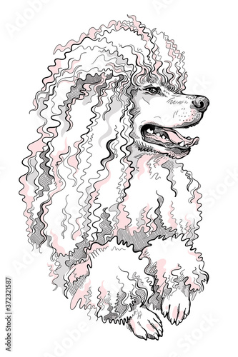 Beautiful poodle dog sketch. Vector illustration. Stylish image for printing on any surface