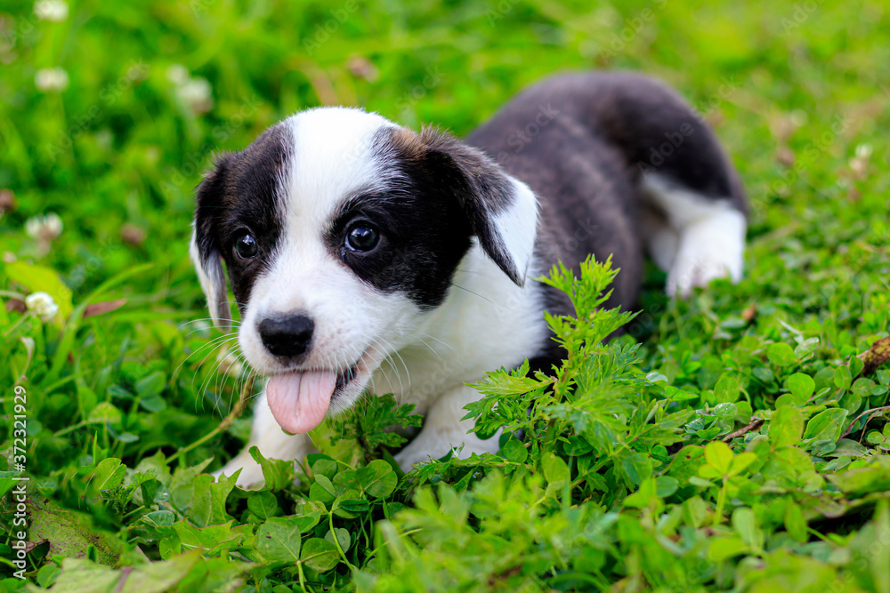 Puppy Welsh Corgi cardigan is lying on the grass. A pet. A beautiful thoroughbred dog. The concept of the artwork for printed materials. Article about dogs. A small puppy on a walk . Corgi dog. Green