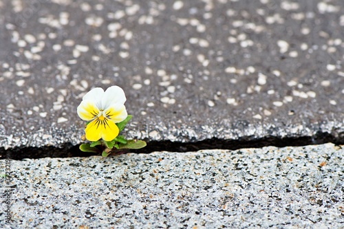 Samotny kwiat wyrosły w bruku ulicy