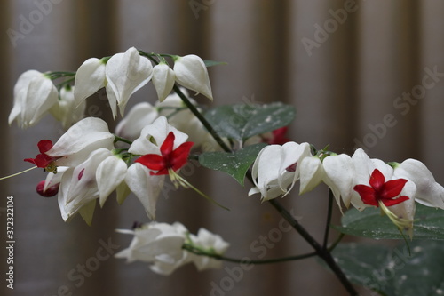 white flowers on a tree