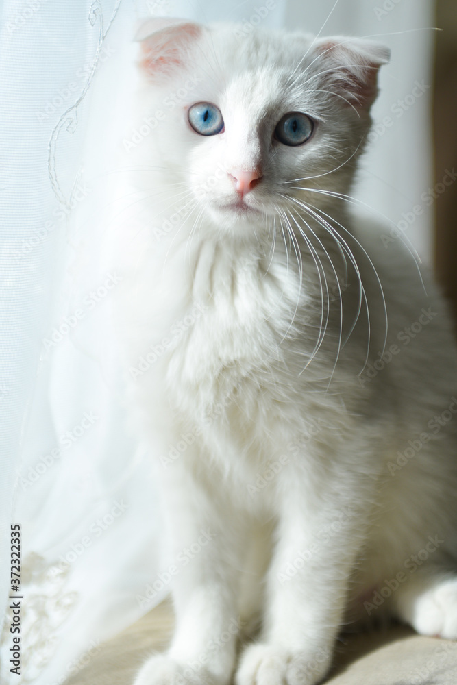 White Scottish fold kitten with blue eyes White Scottish fold kitten with blue eyes
