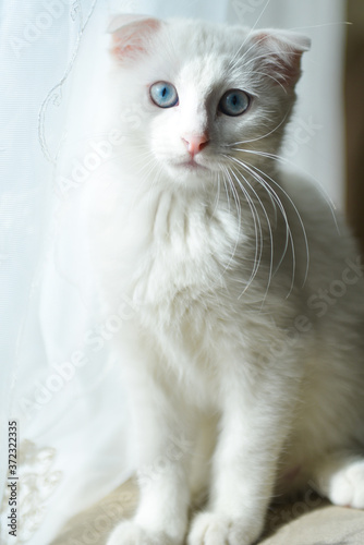 White Scottish fold kitten with blue eyes