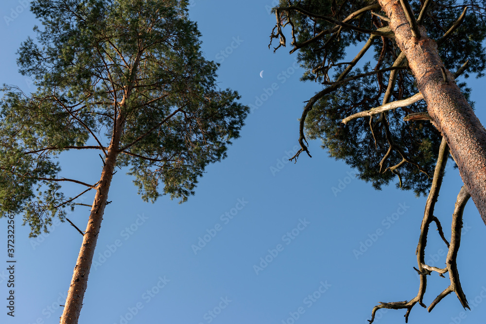 Fototapeta premium Pine trees with waning moon on blue sky background